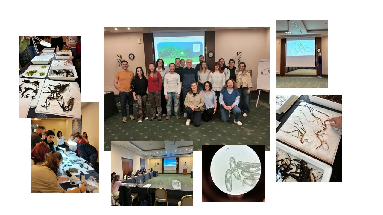 O primeiro teste piloto dos MOOCs SEAQUEST e do Kit de Ferramentas Educativas SEAQUEST decorreu com grande sucesso nos dias 11, 13 e 14 de outubro de 2026 em Alexandroupolis, Grécia. A atividade incluiu a apresentação e avaliação do material didático do projeto (Currículo SEAQUEST para Professores e Guia de Atividades Educativas SEAQUEST para Professores), do jogo digital interativo e dos MOOC; a implementação de diversos planos de aula; e uma visita de campo a um banco de ervas marinhas (aprendizagem experiencial focada nos ecossistemas de ervas marinhas). Participaram nesta atividade formadores de professores da Grécia (DUTH e AUTH), Chipre (STANDO), Portugal (CCMAR) e Dinamarca (AAU). Os resultados esperados desta atividade são os seguintes: Relatórios de avaliação e feedback dos formadores de professores sobre a qualidade dos MOOCs SEAQUEST, do Kit de Ferramentas Educativas e do jogo digital testados. Emissão de Certificado de Participação, distintivos digitais e créditos ECTS.