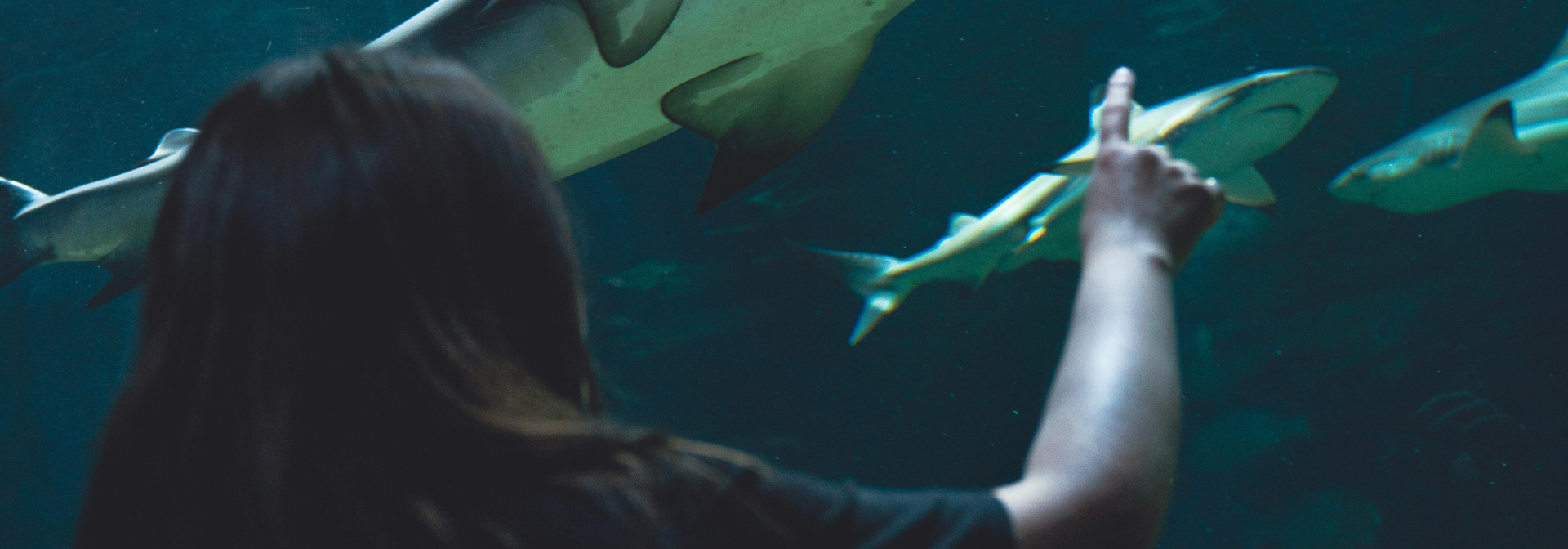 A person points at sharks swimming in a large aquarium tank with marine life.