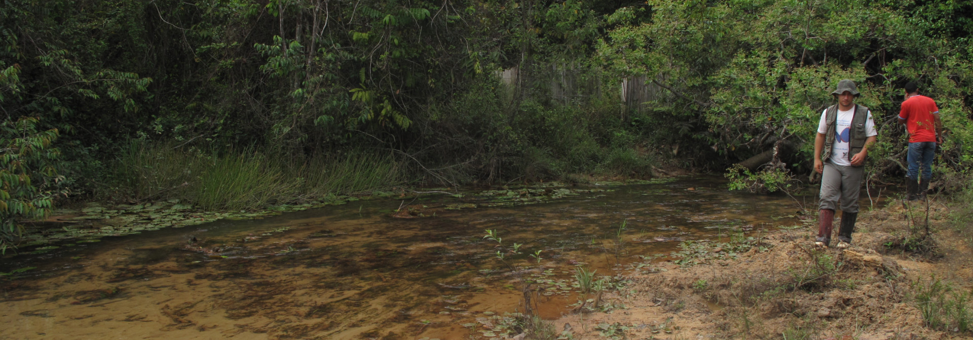 Amazon streams