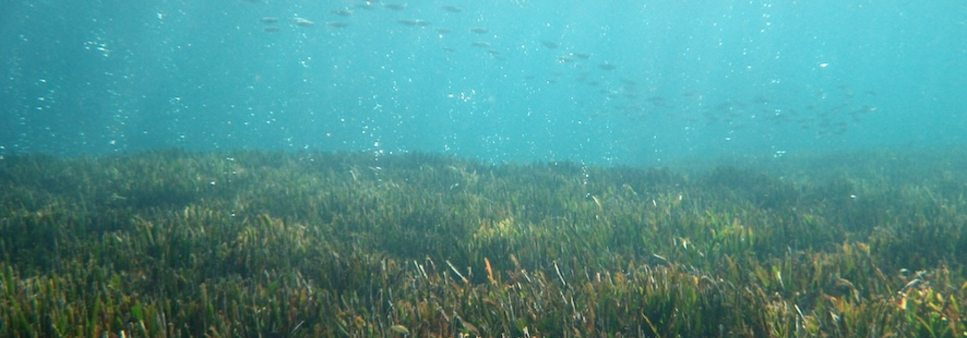Seagrass (Posidonia oceanica) meadow at the Ischia CO2 vent