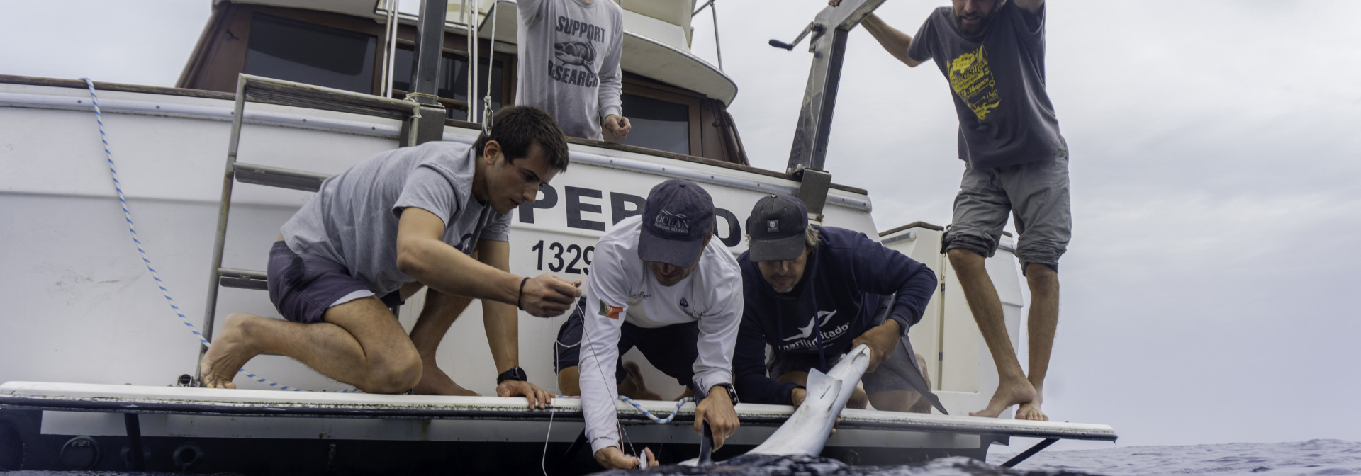 MEC researchers tagging a shark from a boat