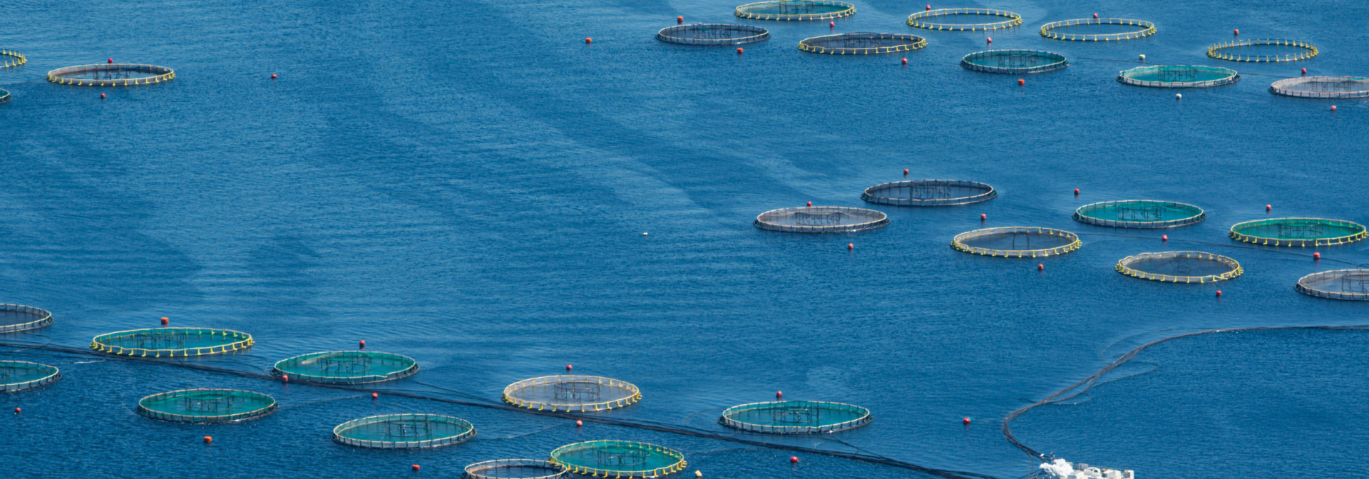aquaculture offshore