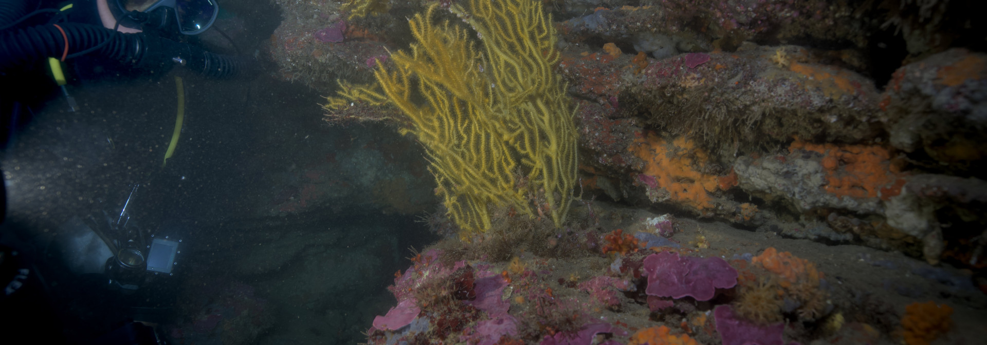 Gorgónias - Scientific Diving Centre