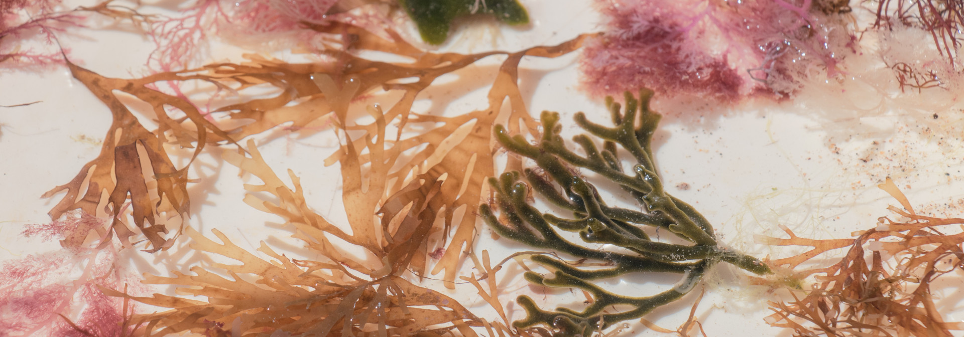 macroalgas