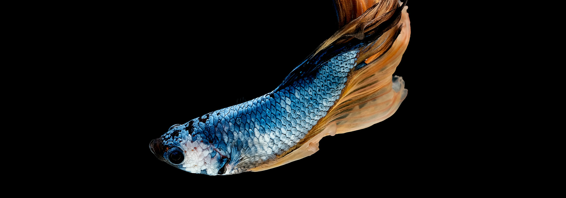 betta splendes