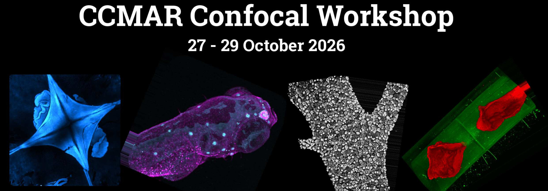 Confocal workshop