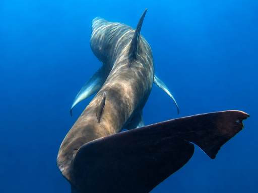 Basking shark swimming in Faro Portugal