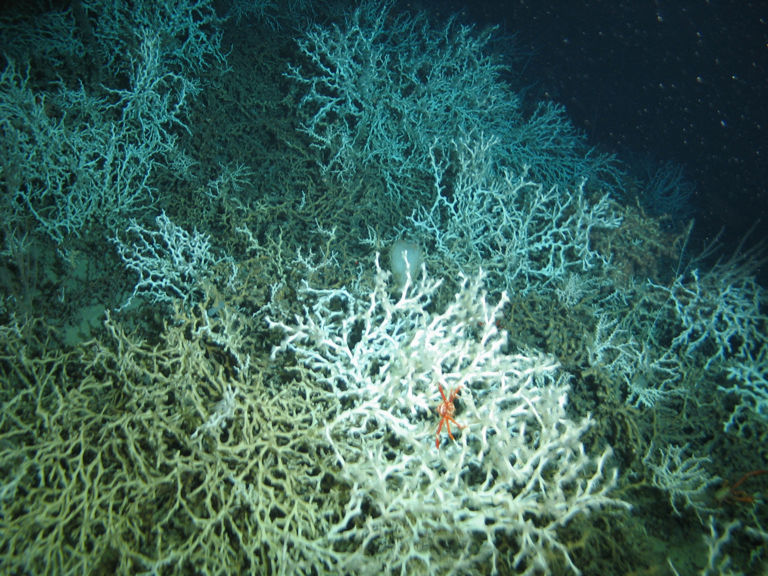 Recifes de Coral Profundo
