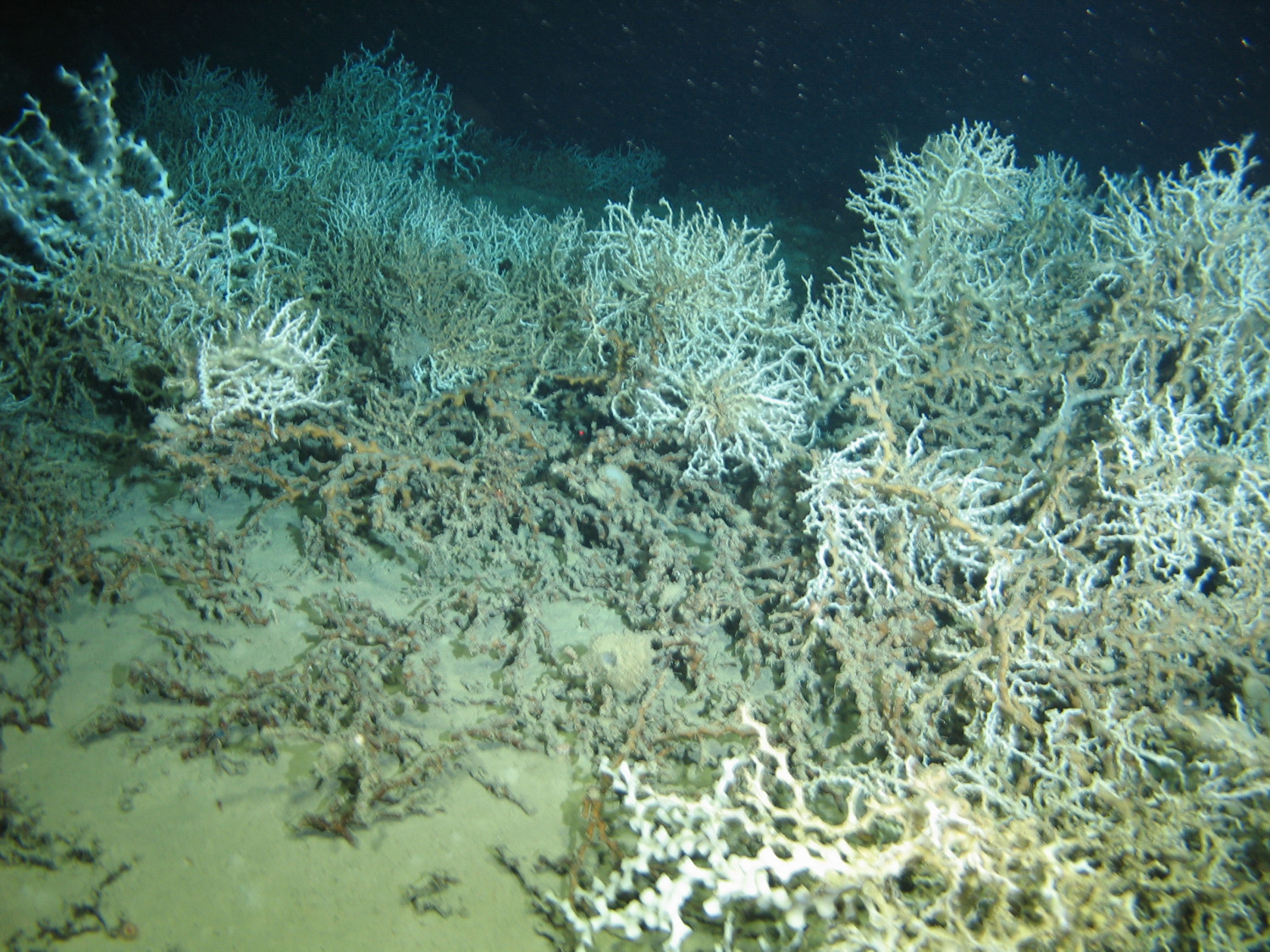 Recifes de Coral Profundo