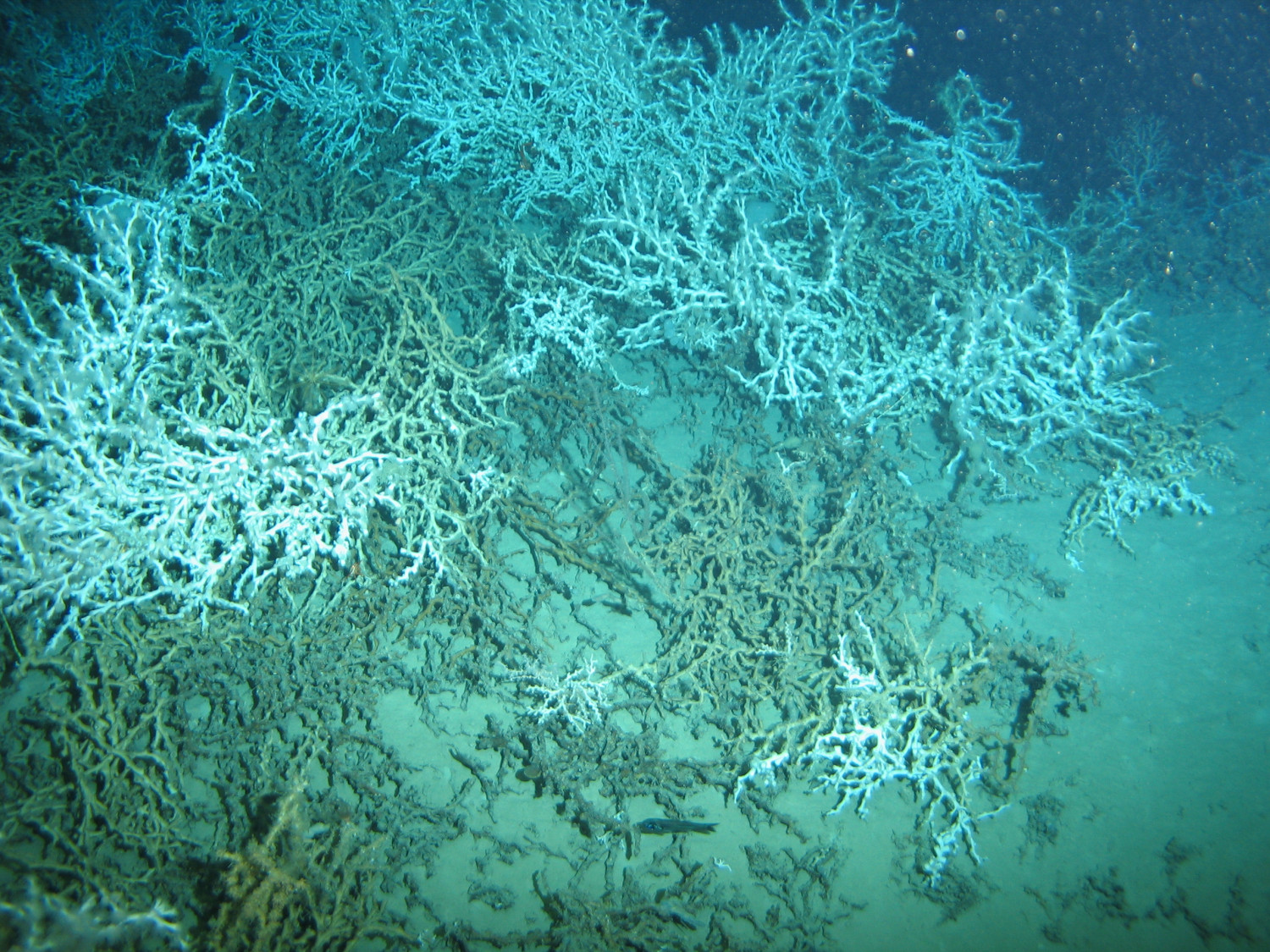 Recifes de Coral Profundo