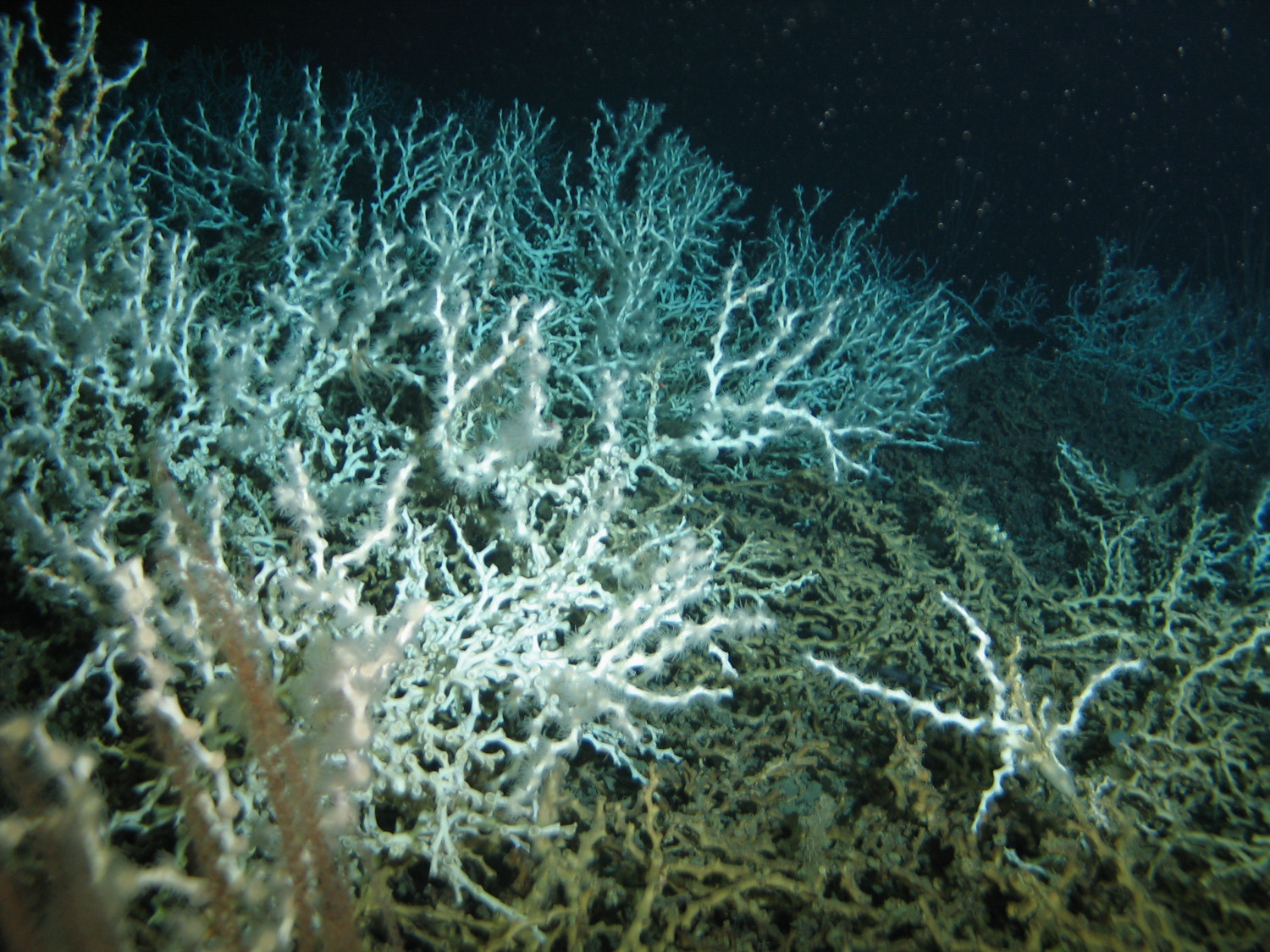Recifes de Coral Profundo