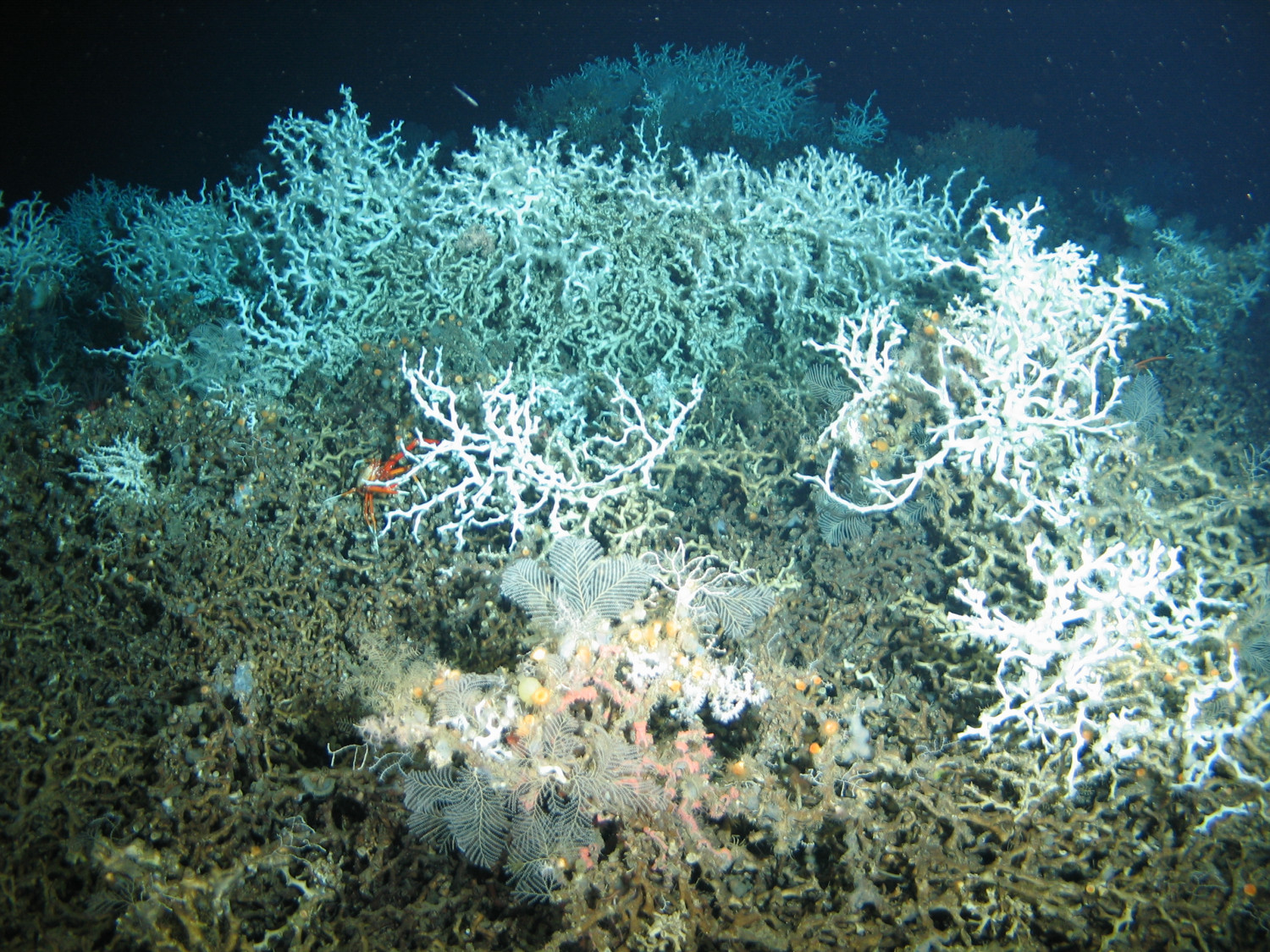 Recifes de Coral Profundo