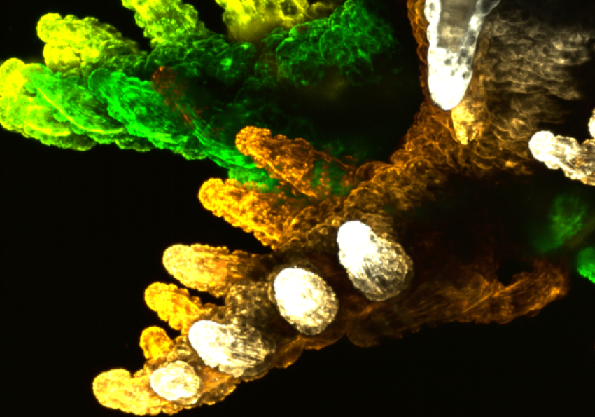 Quantitative Bio-Imaging Lab | CCMAR