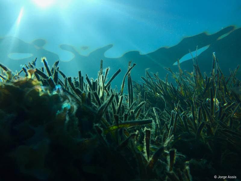 Seagrass meadow