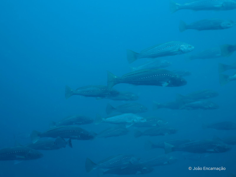 Corvina-Legítima/Meagre