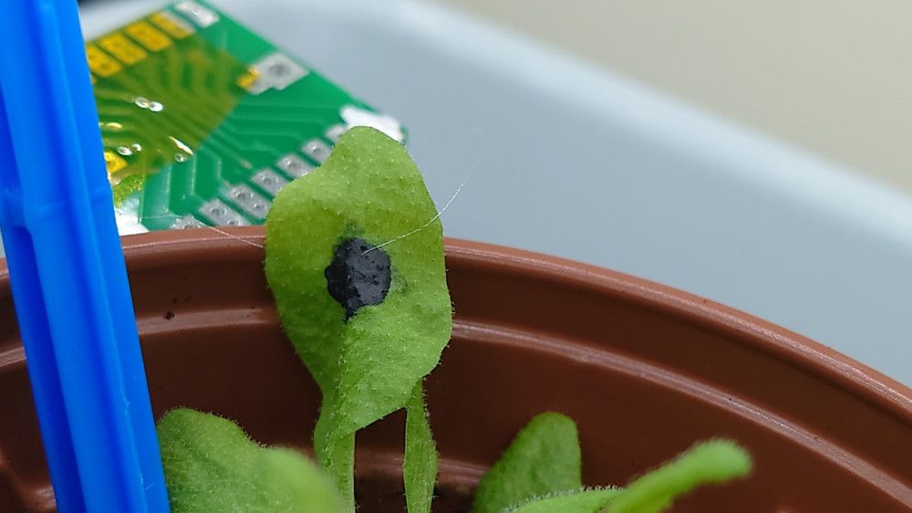 Advanced plant bioelectronics for real-time physiological sensing and sustainable environmental monitoring.